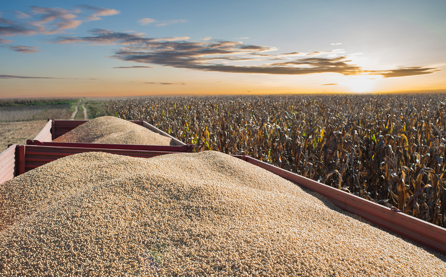 soyabeans-in-trailer-dt01