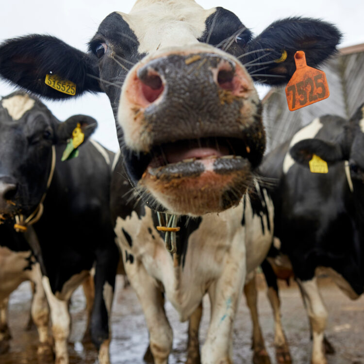 Feed efficiency and the use of co-products are key to reducing the carbon footprint of milk