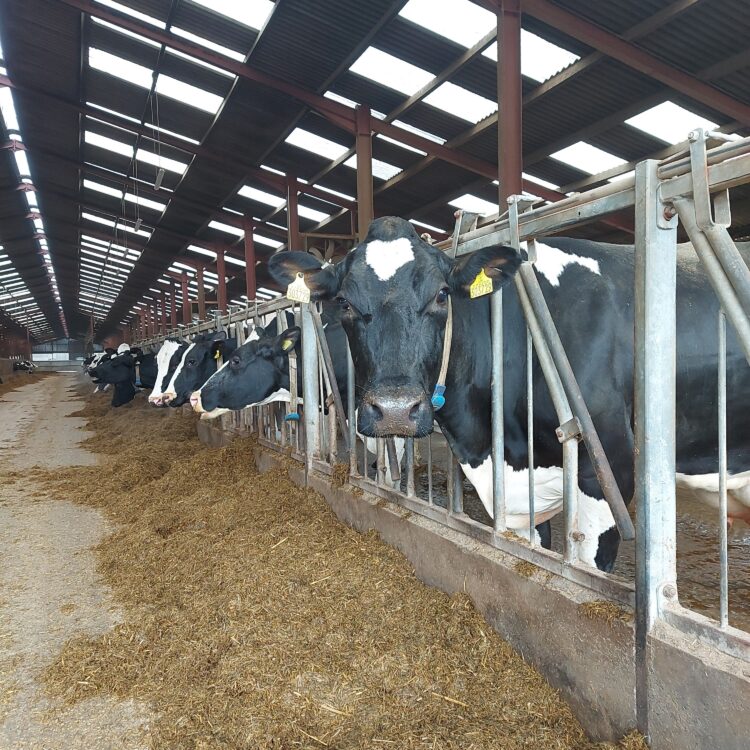 Take out the confusion by committing to protein requirements today