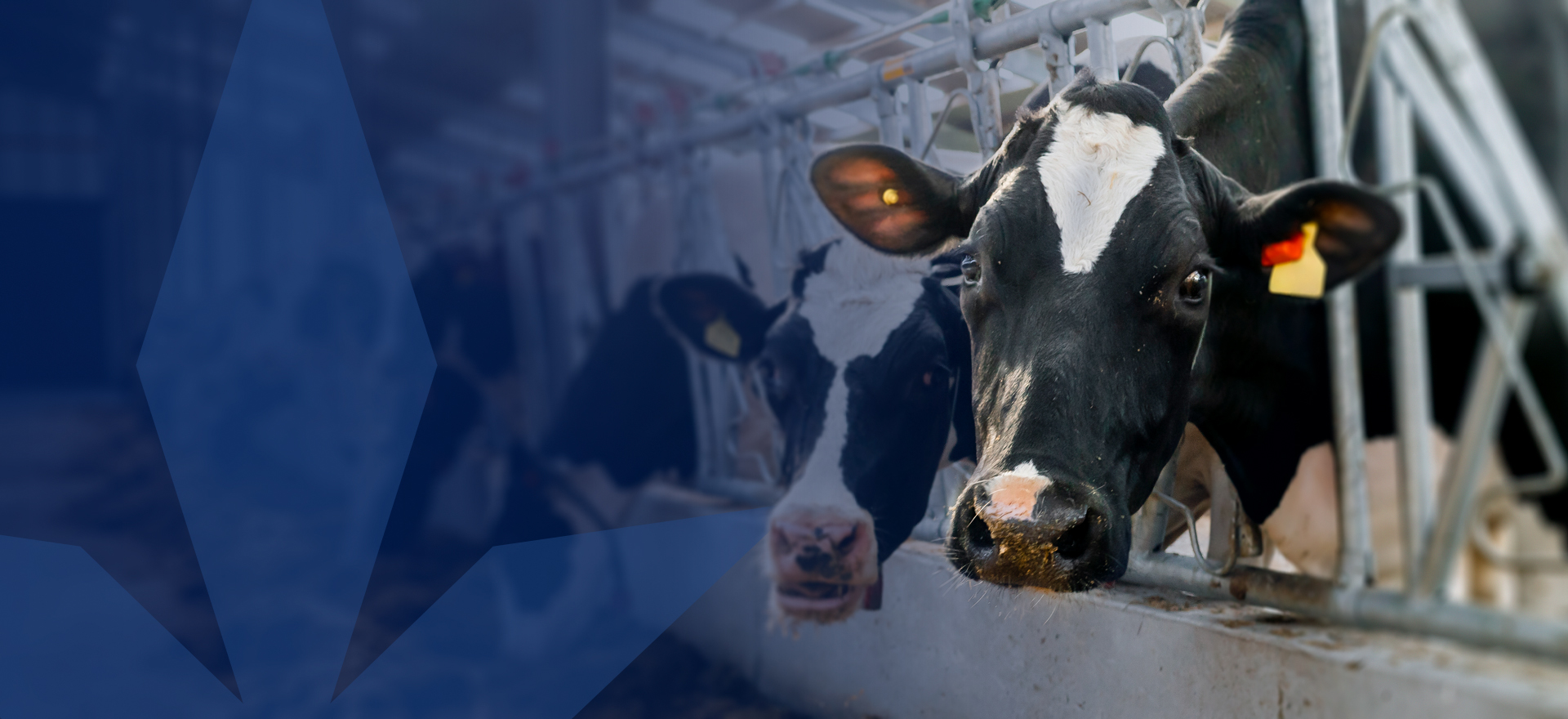 Three dairy cows with trident motif over the top