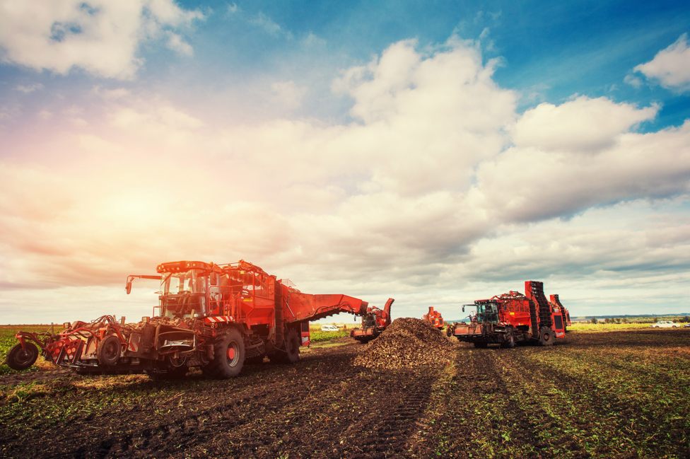Sugarbeet field