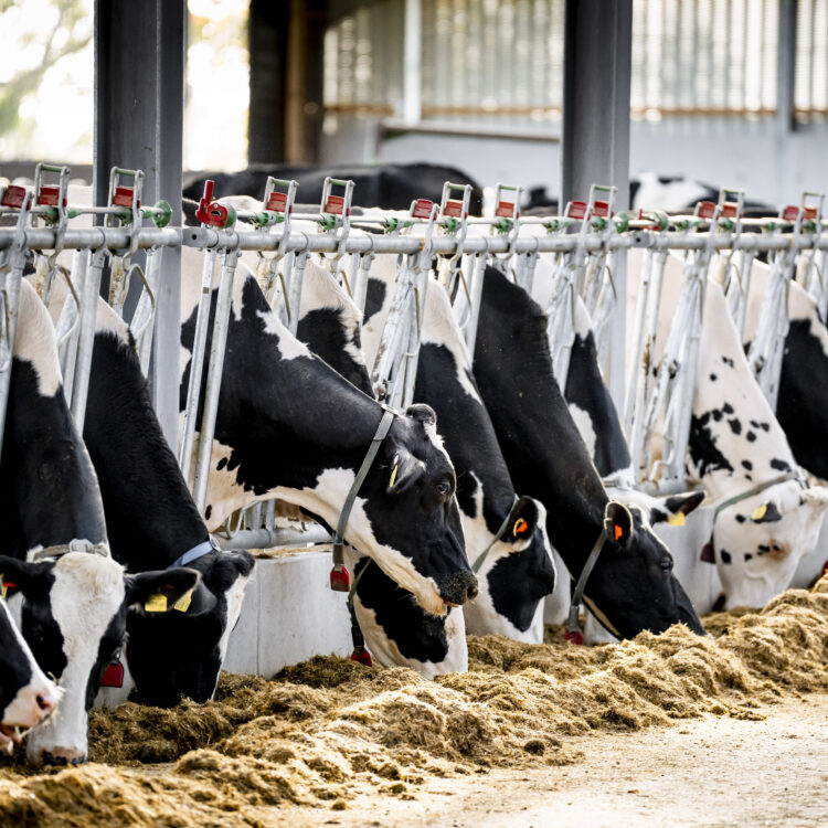 Performance key to producing an efficient litre of milk