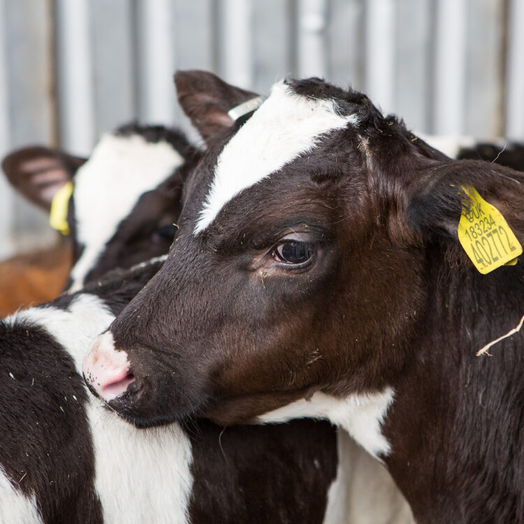 Making the most of homegrown forage